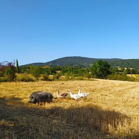 Il Girasole 住宿加早餐酒店 卡梅拉诺