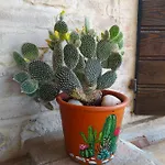 Il Girasole